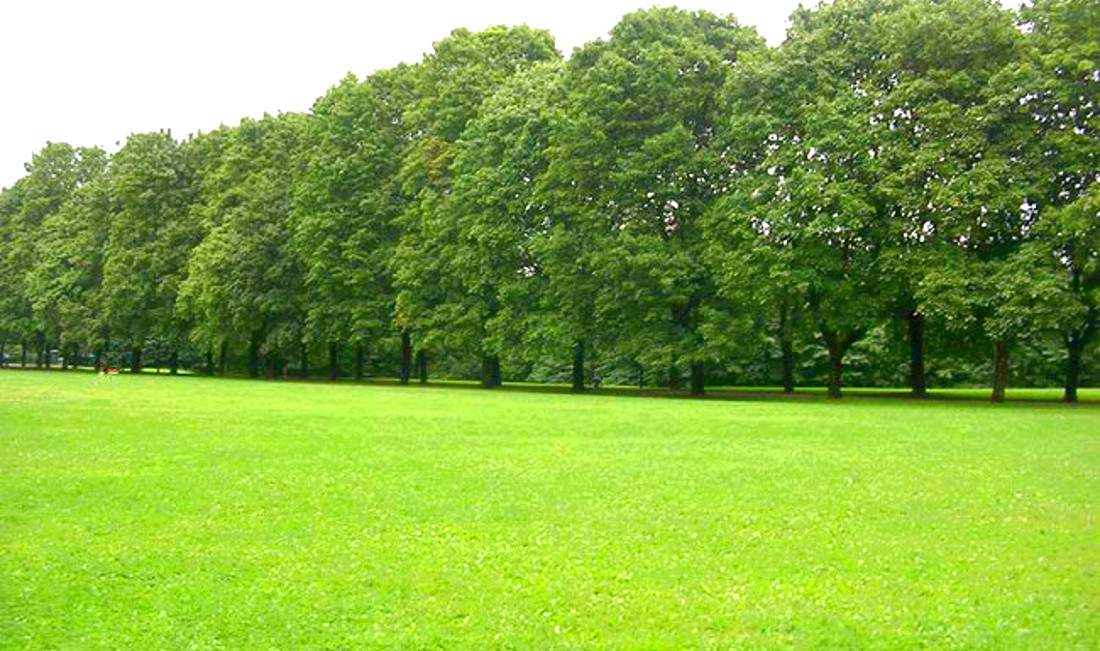 open field with trees along the border